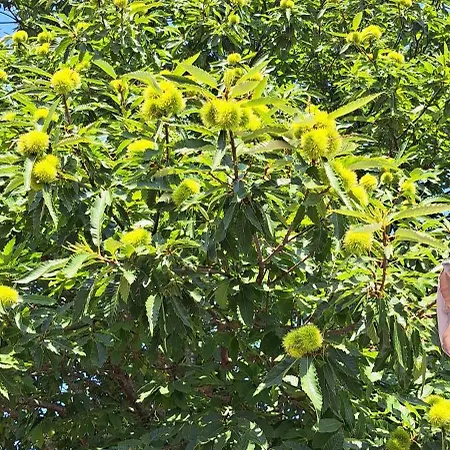 Refugio Dos Cartolas 招待所 3*